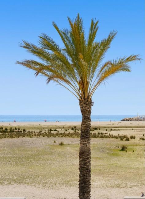 1ª Linea De Playa. Apartamento: La Calma コマルガ エクステリア 写真